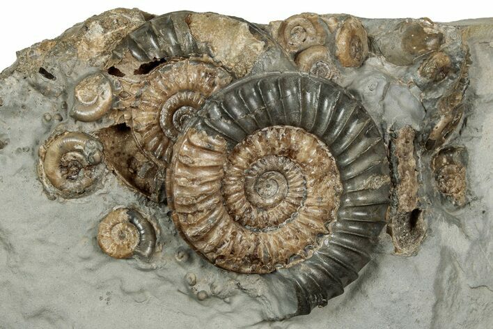 Fossil Ammonite (Arnioceras) Cluster - England #350696